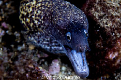 Muraena helena by Vittorio Durante 